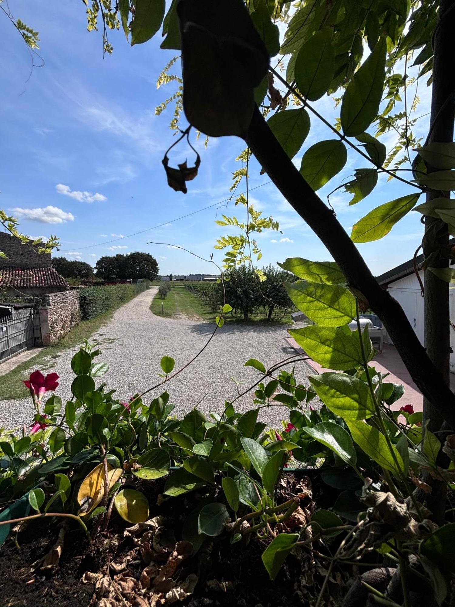 Agriturismo I Mischi Castelnuovo del Garda Dış mekan fotoğraf